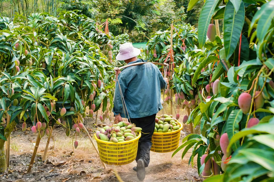 吸满了海岛热烈阳光的芒果们，肉大皮薄、果实滑嫩爽口、香甜多汁、营养丰富，是不可抛弃之人间美味